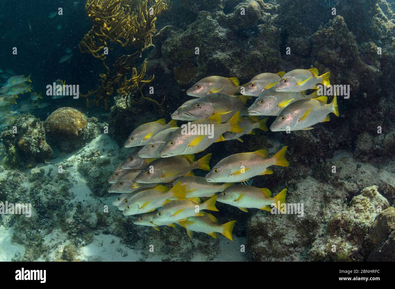 Schulmeister Fisch (Lutjanus apodus) Halfmoon Caye, Lighthouse Reef Atoll, Belize. Stockfoto