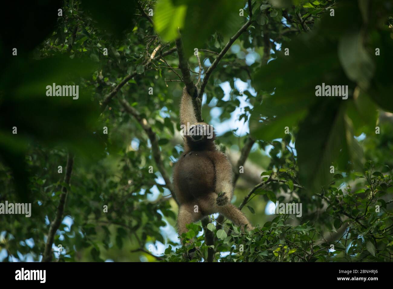 Hoolock Gibbon (Hoolock Hoolock) Weibchen in Bäumen, Gibbon Wildlife Sanctuary, Jorhat, Assam, Nordostindien. Stockfoto