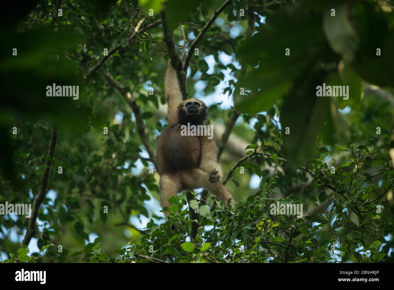 Hoolock Gibbon (Hoolock Hoolock) Weibchen in Bäumen, Gibbon Wildlife Sanctuary, Jorhat, Assam, Nordostindien. Stockfoto