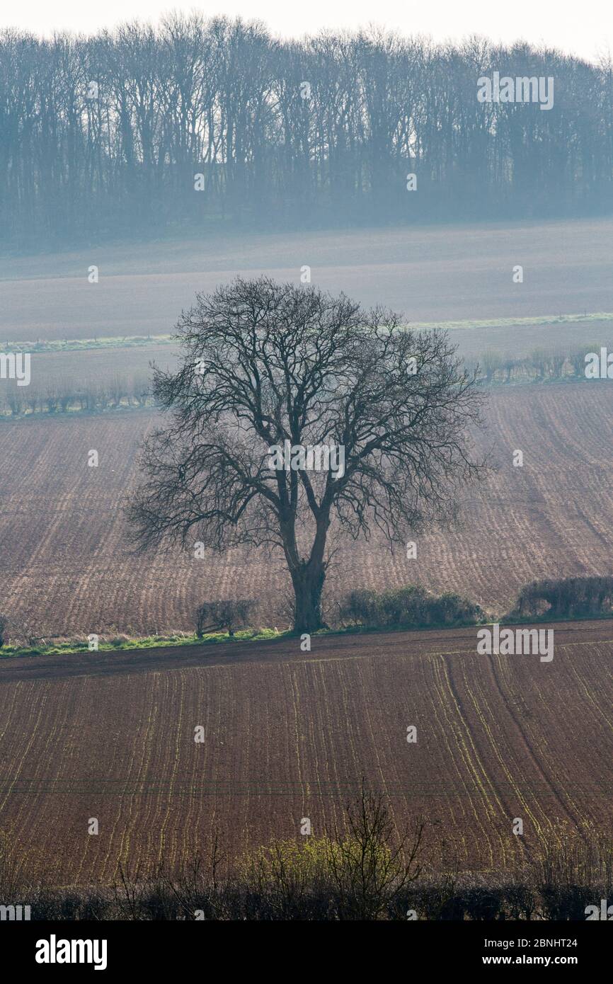 Eiche (Quercus robur) in gepflügtem Ackerland, Taddington, Cotswolds, Großbritannien. April 2015. Stockfoto