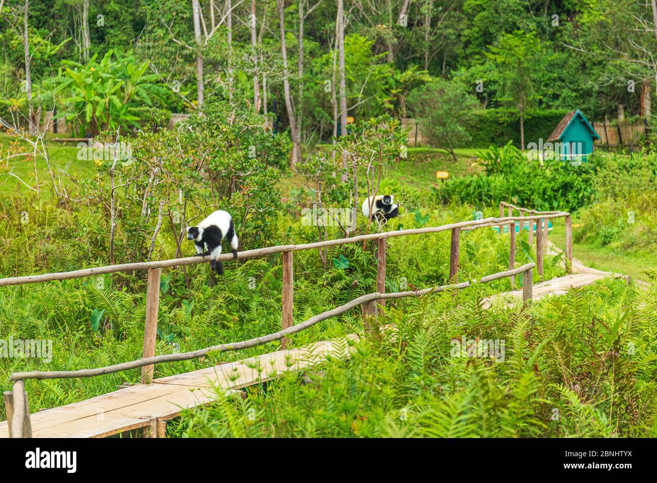 Zwei schwarz-weiße Rüschen-Lemur Stockfoto