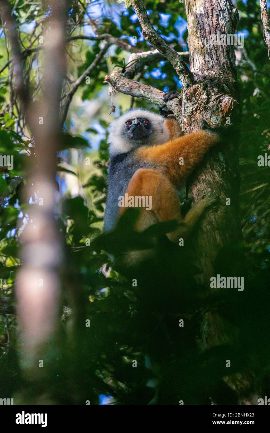 Diademed Sifaka sitzt in den Bäumen (wild) Stockfoto