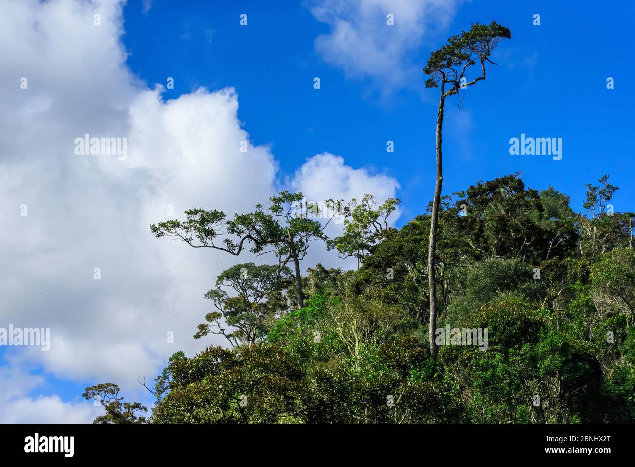 Die Masoala-Wald im östlichen Madagaskars, UNESCO-Welterbe Stockfoto