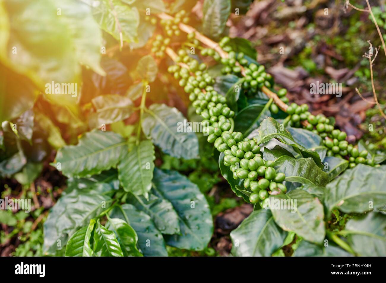 Grüne Kaffee-Cheeries hängen an Baumpflanzen aus der Nähe Stockfoto