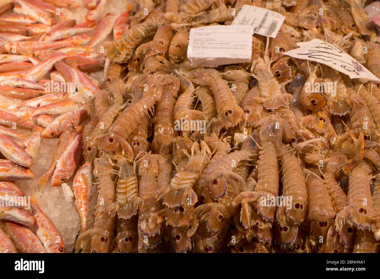 Fresh Mantis Shrimp (Squilla Mantis) zu verkaufen in Rialto Market Venedig, Italien, April. Stockfoto