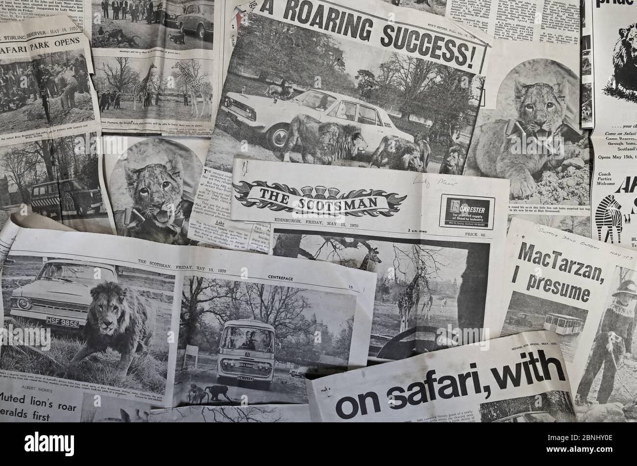 Zeitungsausschnitte aus der Zeit, als der Blair Drummond Safari Park in Stirling zum ersten Mal eröffnet wurde, als der Park sein 50-jähriges Bestehen feiert. Stockfoto
