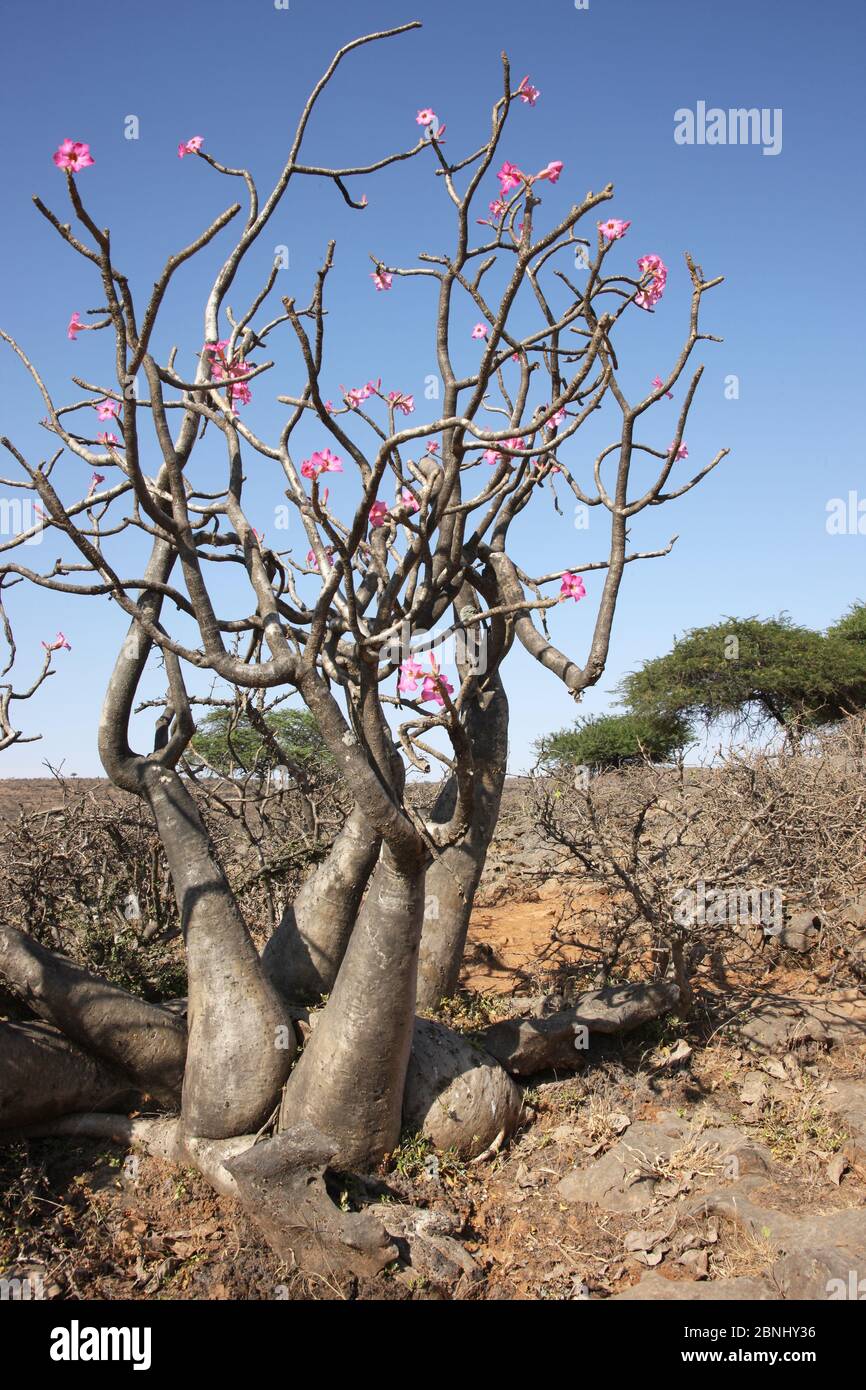 Wüstenrose (Adenium obesum) Oman, September Stockfoto