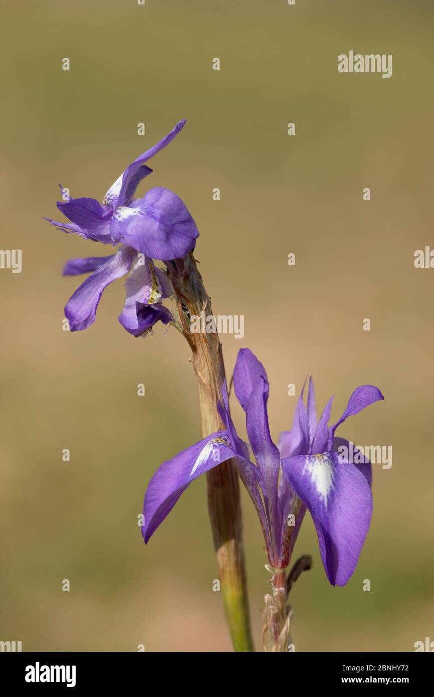 Bergiris (Moraea sisyrinchium) Nahaufnahme von Blumen, Helicon Focus für verbesserte Schärfentiefe, Oman, April Stockfoto