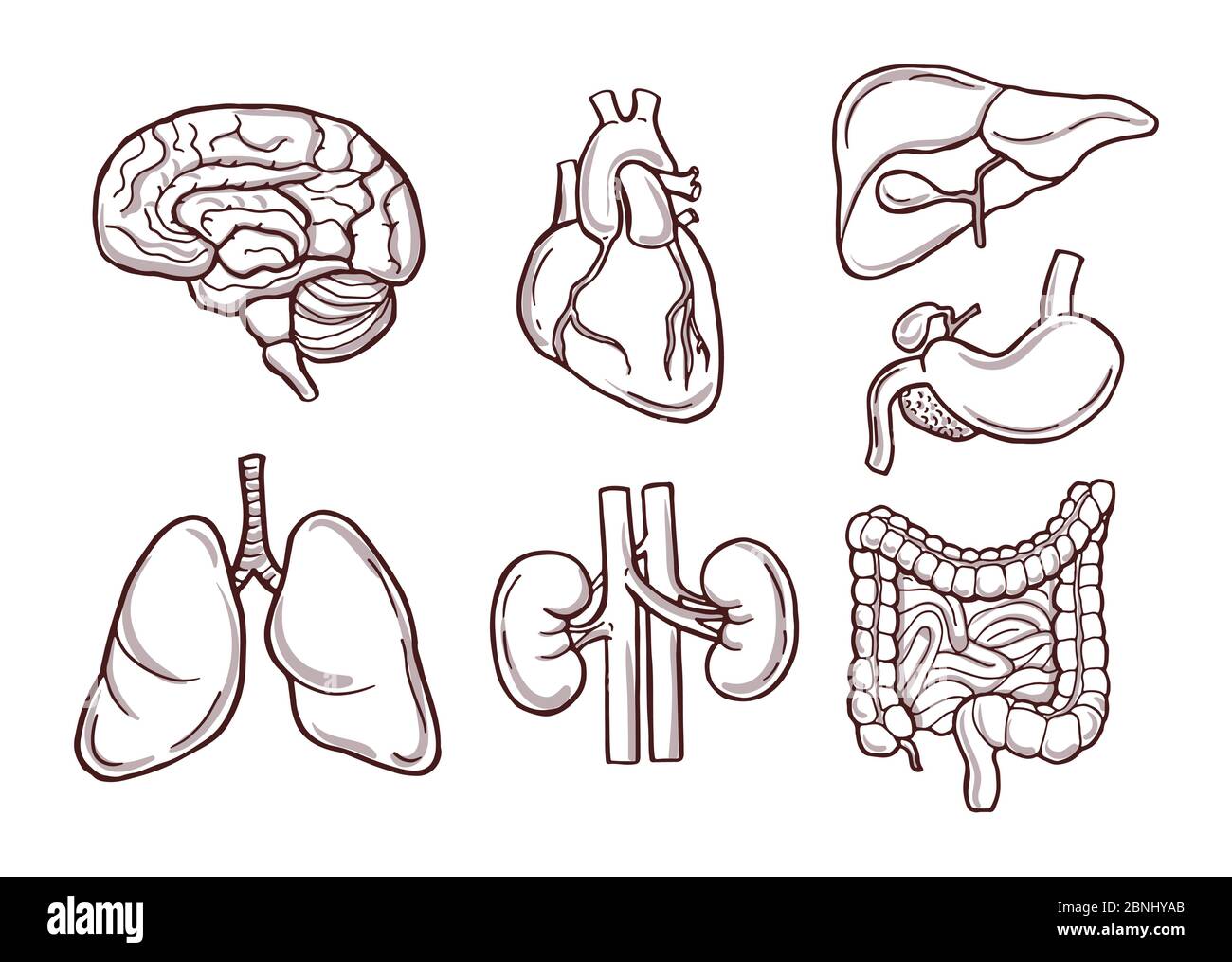 Handgezeichnete Darstellung menschlicher Organe. Medizinische Bilder Stock Vektor