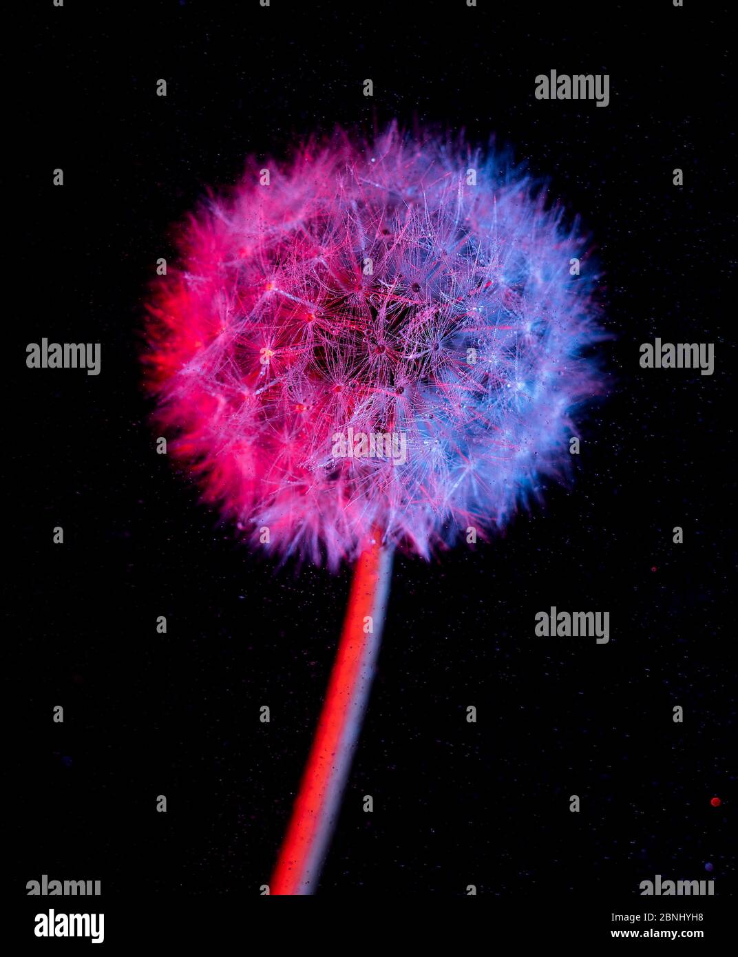 Löwenzahn-Uhr mit farbigem Licht für mehr Details Stockfoto