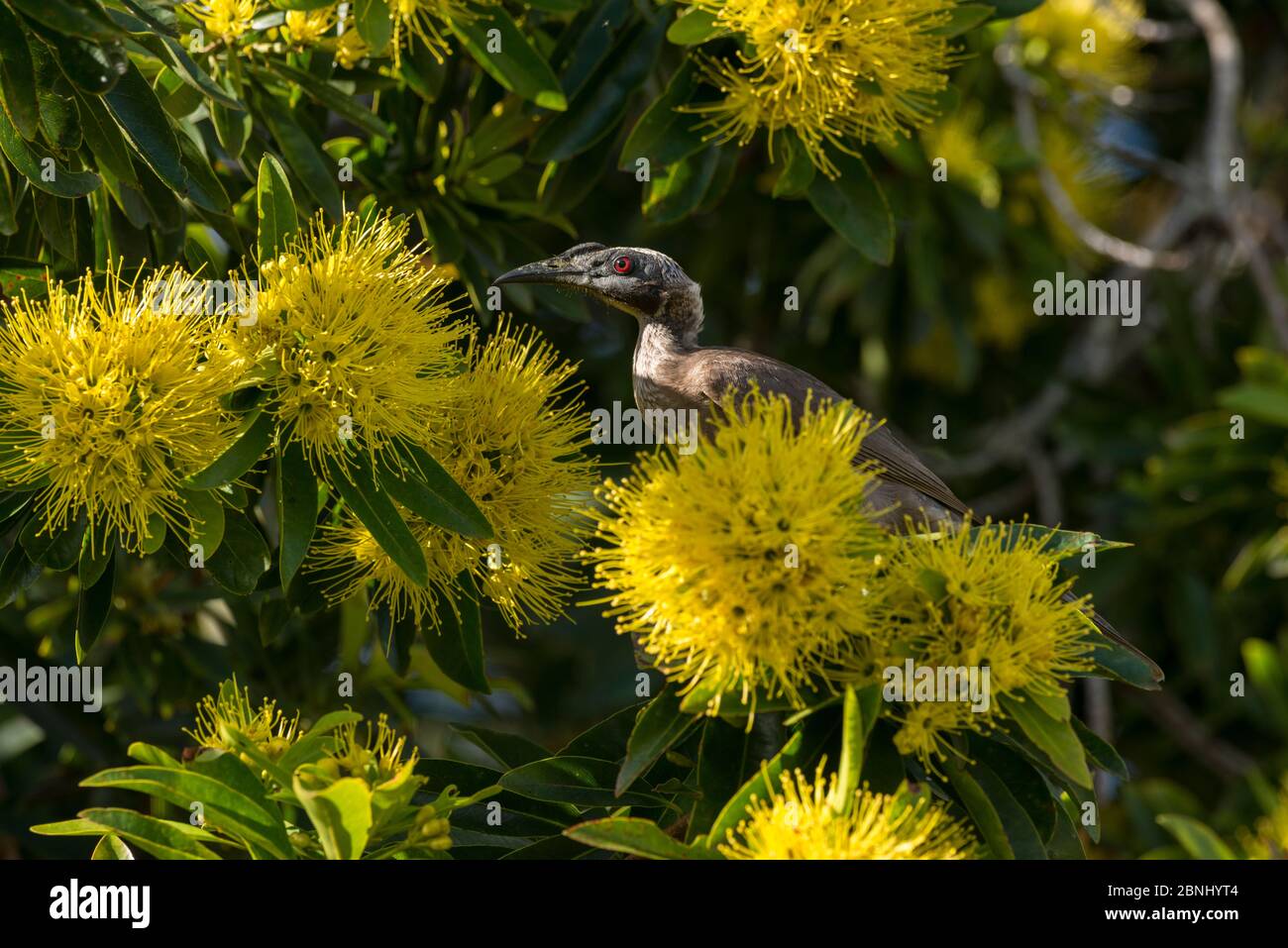 Helmeted Friarbird (Philemon buceroides) Fütterung von Golden Penda Blumen, Atherton Tablelands, Queensland, Australien. Stockfoto