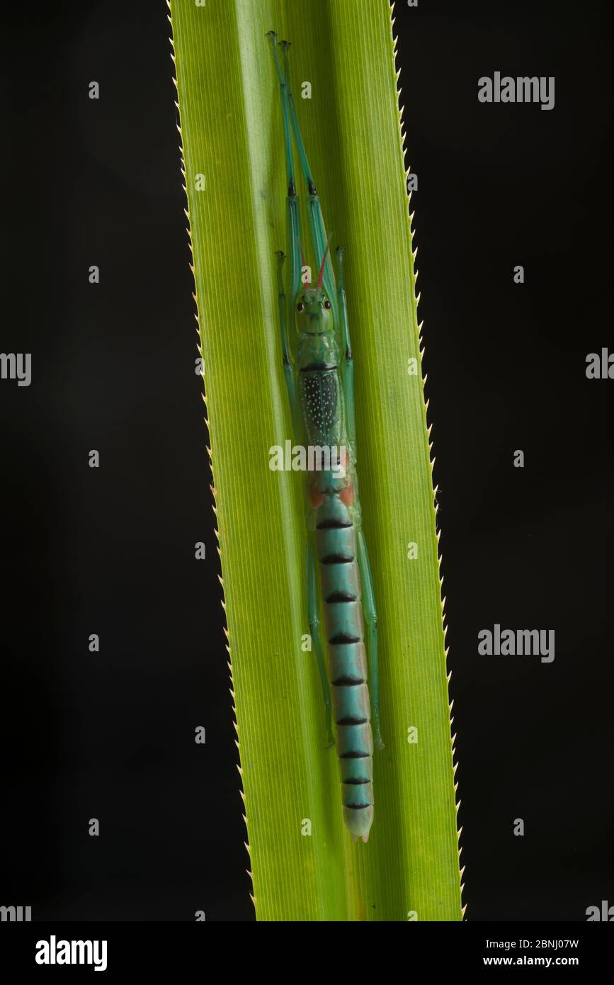 Pfefferminzstick-Insekt (Megacrania batesii) auf einem Pandanus-Blatt, Queensland, Australien. Stockfoto