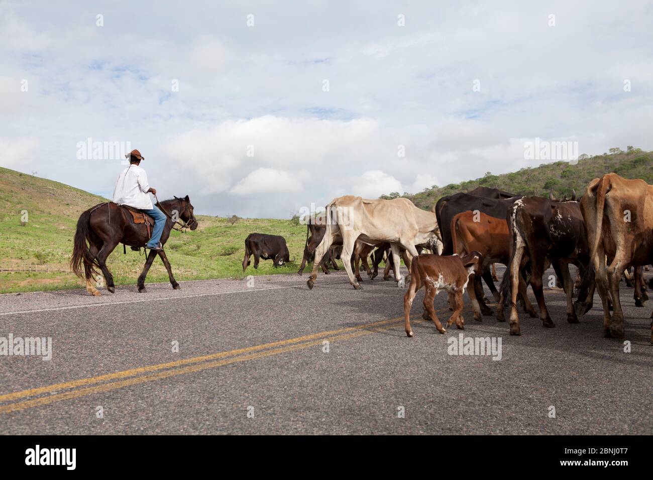 Assunto: Vaqueiro transporta gado por estrada no sertão do Ceará Daten: 06/05/13 Lokal: Pedra Branca/CE Stockfoto