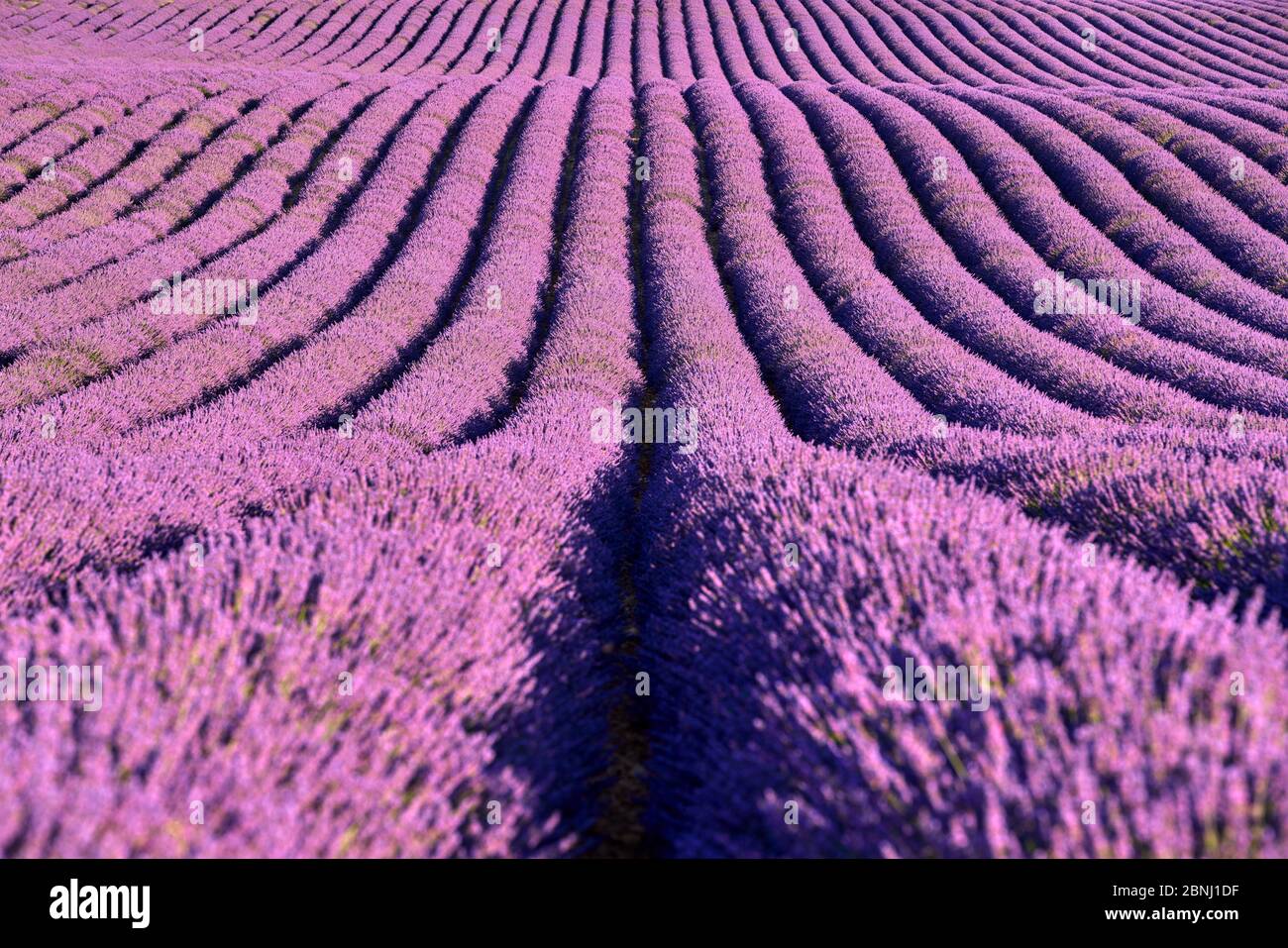 Lavendelfelder der Provence im Sommer. Plateau de Valensole, Alpes-de-Haute-Provence, Europäische Alpen, Frankreich Stockfoto