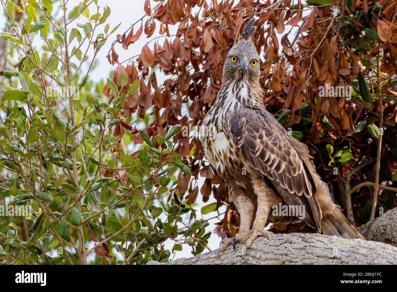 Haubenfalkenadler (Nisaetus cirrhatus) thront, Yala Nationalpark, Südprovinz, Sri Lanka. Stockfoto