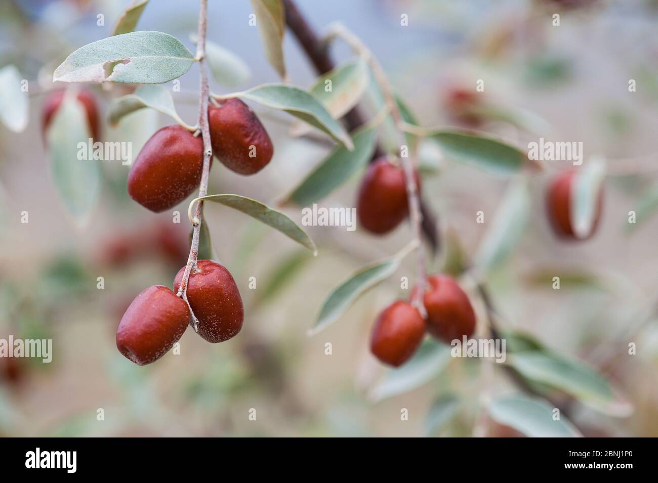 Russische Olive / Silberbeere (Elaeagnus angustifolia), essbare Frchte, in  der Nhe von Jerewan, Armenien Stockfotografie - Alamy