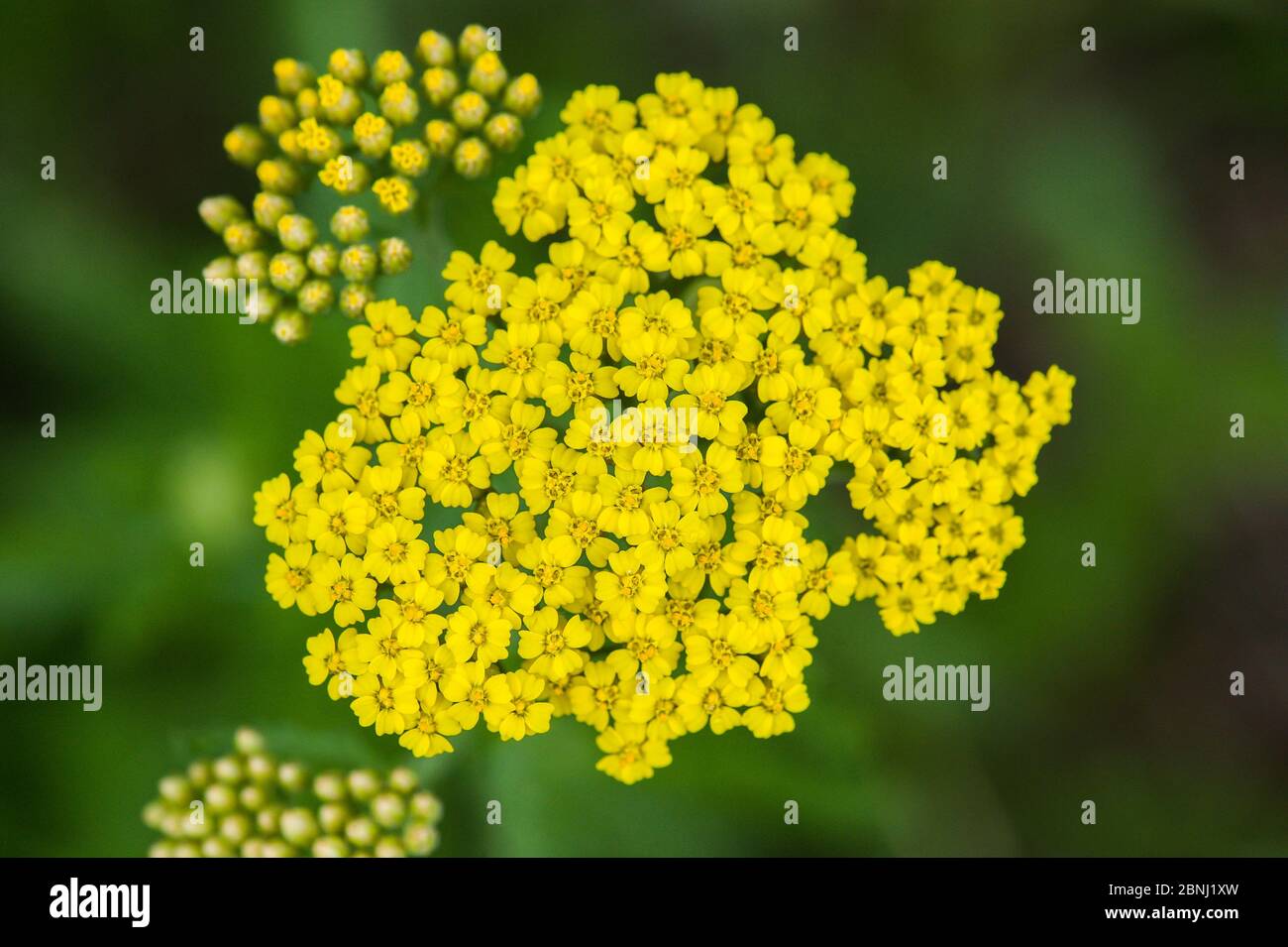 Gelbblühende Schafgarbe (Achillea sp.), Zentralarmenien Stockfoto