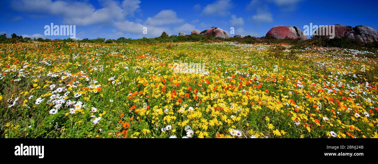 westmantel Wildblumen, Südafrika, Westküste, langebaan Stockfoto