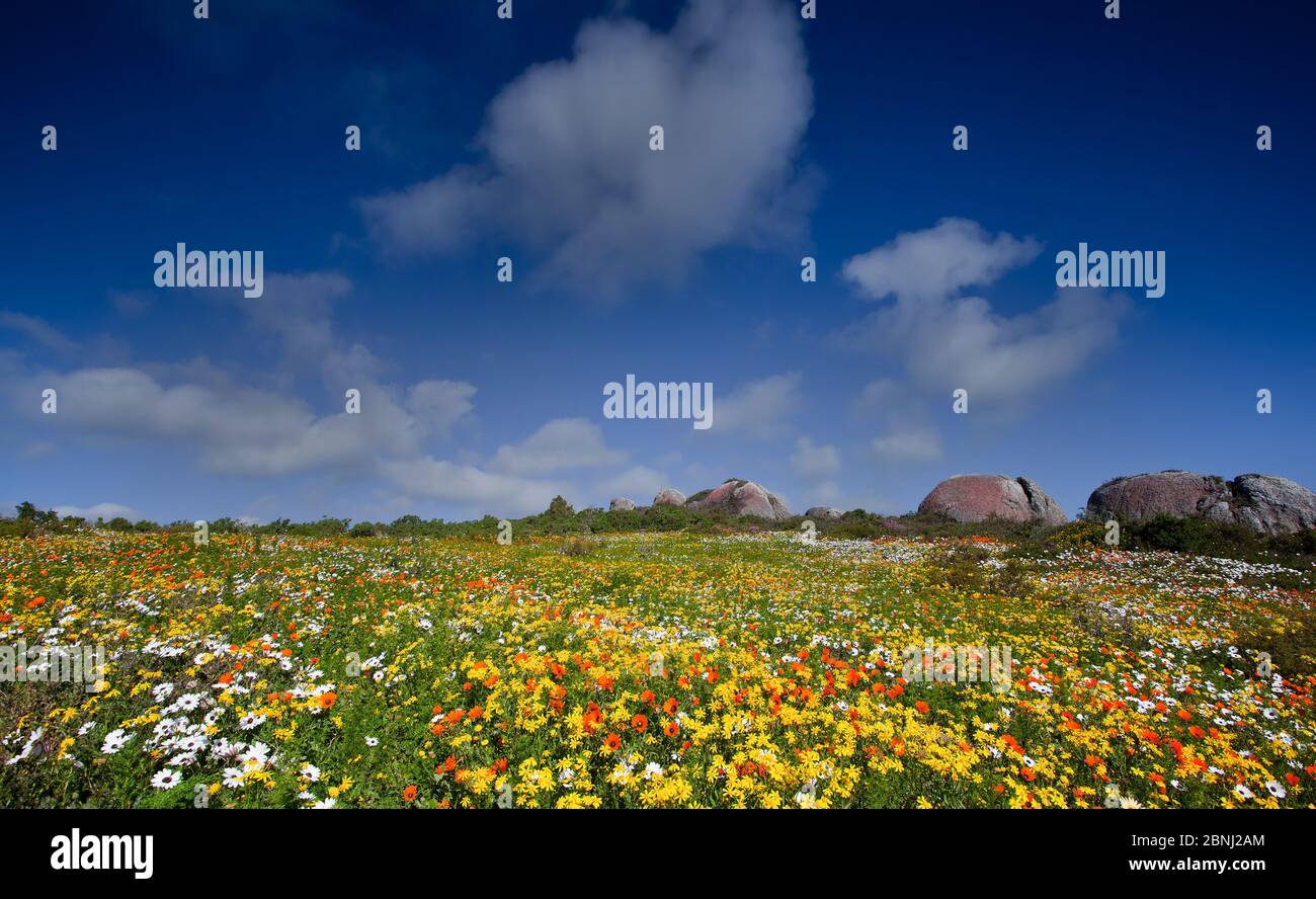 westmantel Wildblumen, Südafrika, Westküste, langebaan Stockfoto