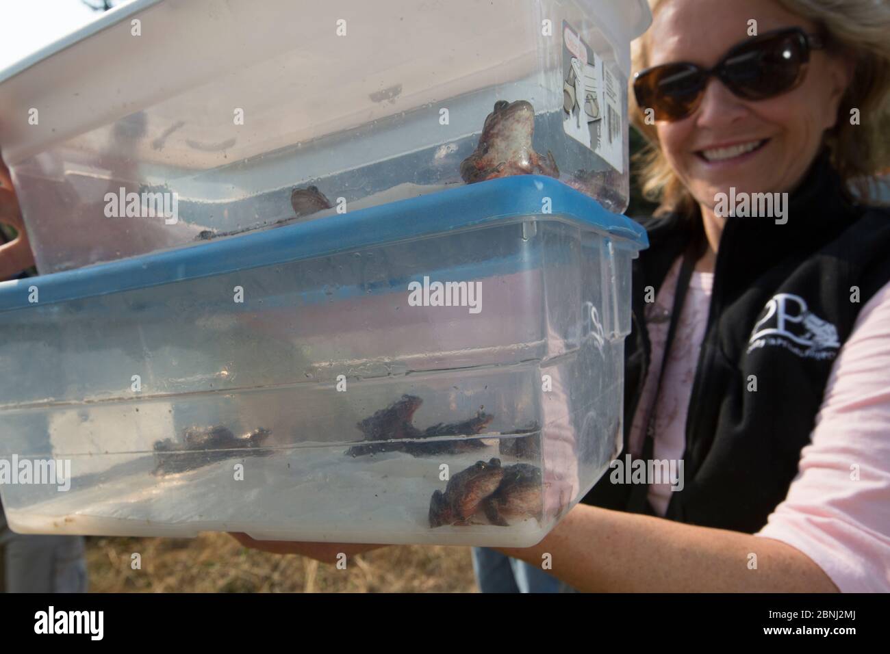 Oregon spotted frog (Rana pretiosa) Biologin Freigabe Frosch, der von Insassen als Teil der Nachhaltigkeit im Gefängnis-Programm, Washington, USA angehoben wurde. Stockfoto