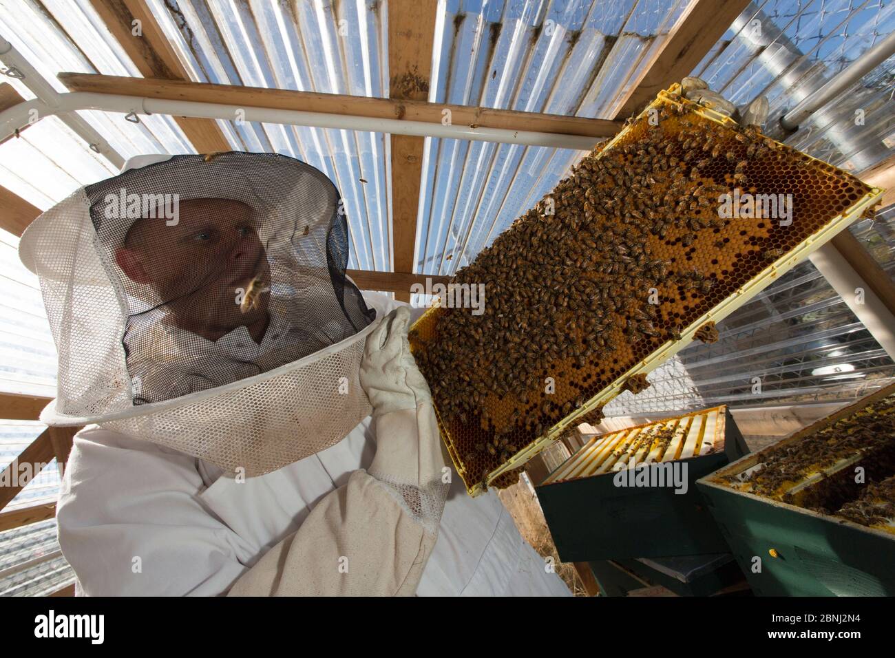Insasse Imker mit wabe von Honigbienen (Apis mellifera). Insassen in diesem Gefängnis sind Bienen als Teil der Nachhaltigkeit im Gefängnis Programm Stockfoto