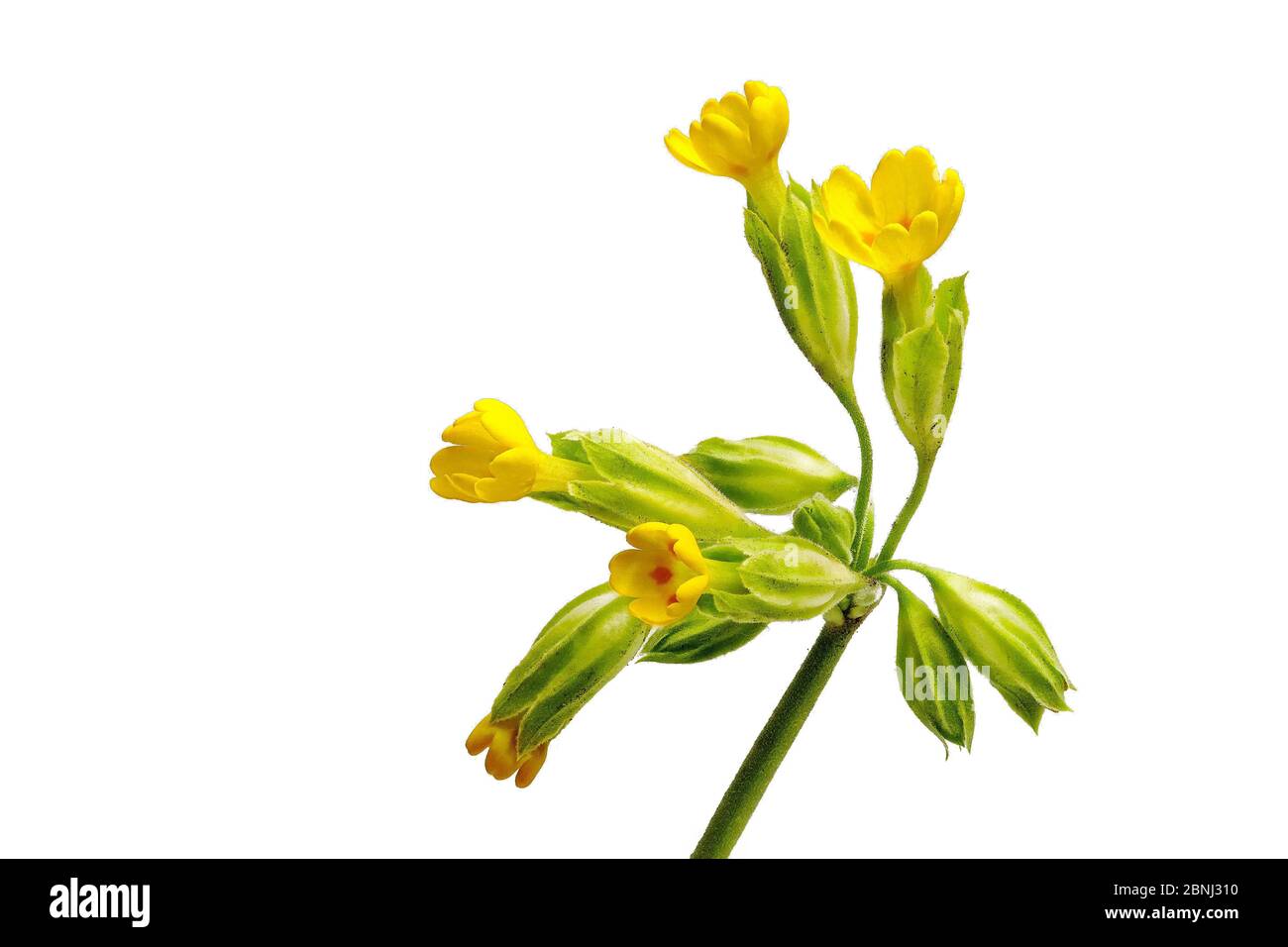 Detailaufnahme echte Schlüsselblume, Primula veris, vor weißem Hintergrund. Stockfoto