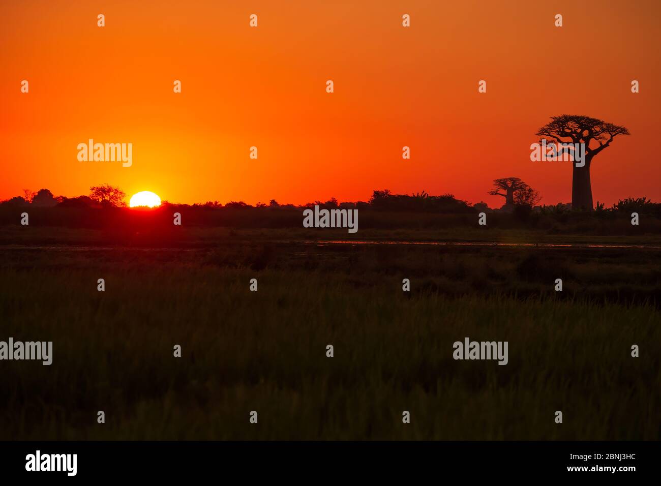 Schöne Baobab Bäume bei Sonnenuntergang an der Allee der Baobabs in Madagaskar Stockfoto