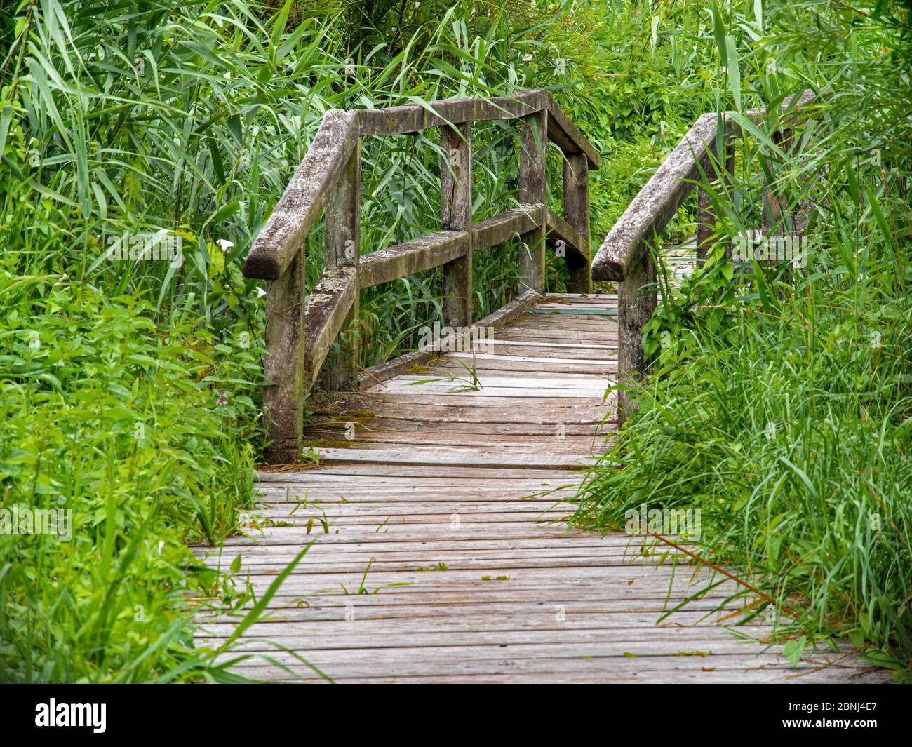 Holzsteg mit Holzbrücke im Moor mit Schilf bewachsen. Stockfoto
