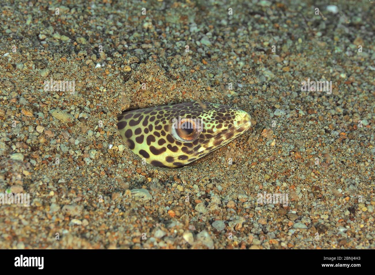 Stachelsandkonger (Ariosoma fasciatum oder Poeciloconger fasciatus) Kopf, der aus dem Bau im Meeresboden, Sulu Sea, Philippinen herausragt Stockfoto