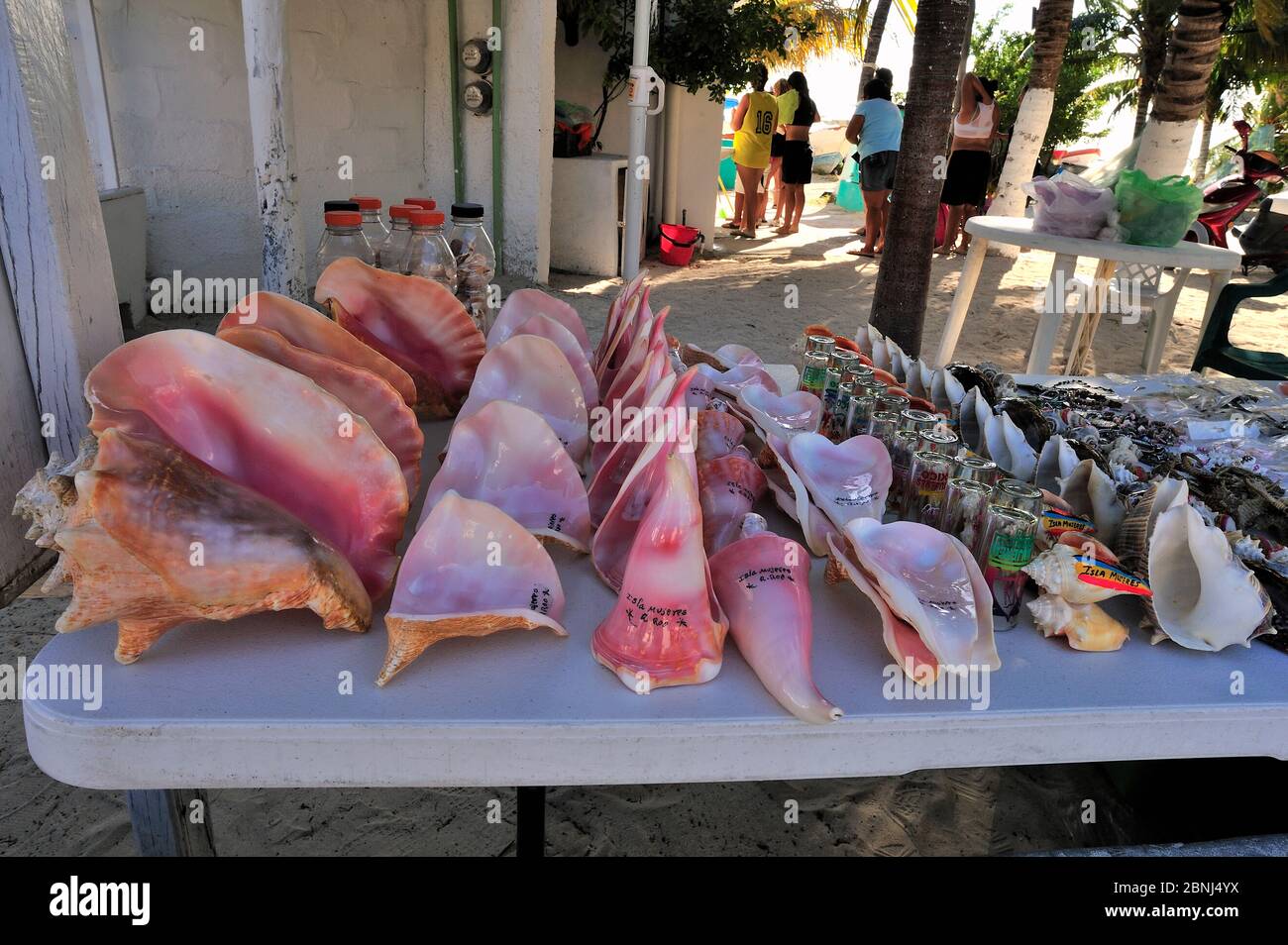 Meerestiere wie Muscheln und Seesterne / Seesterne gesammelt werden, um als Souvenirs an Touristen verkauft werden, Isla de Mujeres, Yucatan Halbinsel, Mexiko Stockfoto