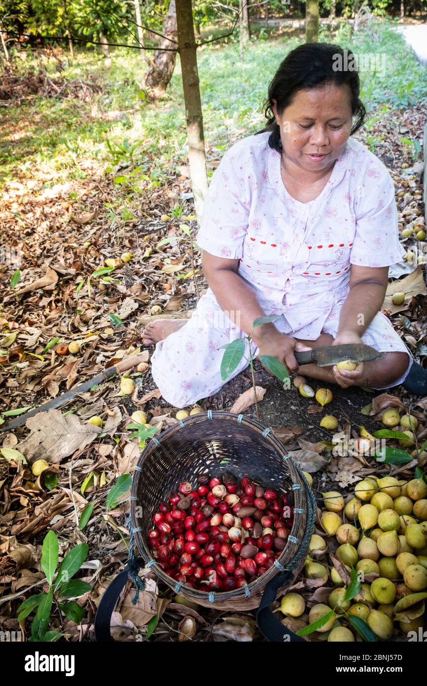 Eine Frau, die Muskatnüsse und Muskatnuss von Muskatnuss-Früchten, Banda, Maluku, Gewürzinseln, Indonesien, Südostasien, Asien trennt Stockfoto