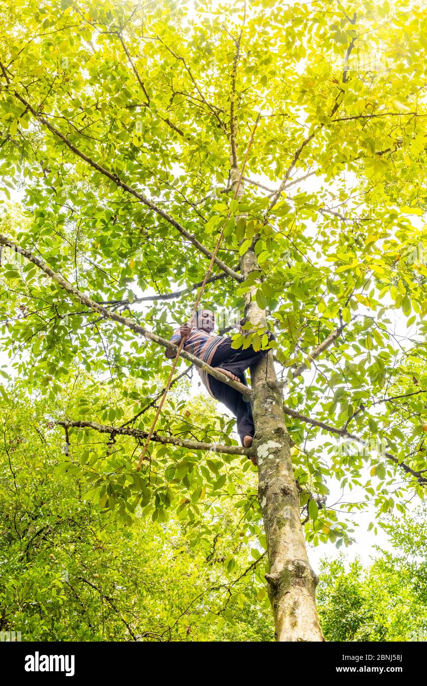 Ein Mann, der Muskatnuss-Früchte von einem Baum im Wald, Banda Besar Island, Gewürzinseln, Indonesien, Südostasien, Asien erntet Stockfoto