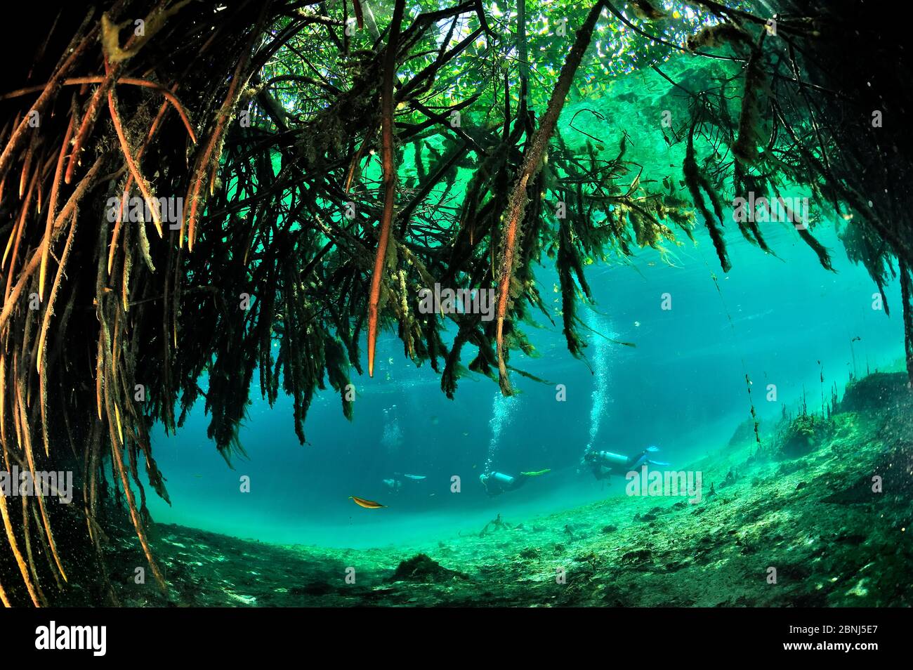 Taucher in der Nähe der Mangroven von Cenote Casa oder Manatee, die ein Cenote in der Nähe des Meeres ist und mit ihm durch einen sehr engen Durchgang, Yucatan Pen, verbunden Stockfoto