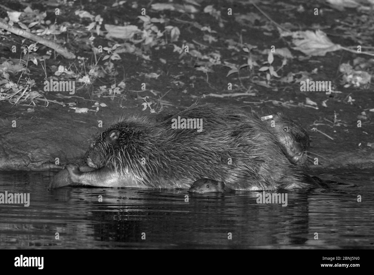 Eurasische Biber (Castor Faser) Paar pflegen einander in der Nacht als eines ihrer Kits schwimmt in der Nähe , River Otter, Devon, Großbritannien, Juli. Teil von Devon Wild Stockfoto