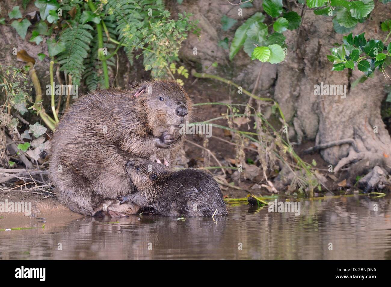 Eurasische Bibermutter (Castor Fiber), die eines ihrer fünf Kits am Ufer des Flusses Otter, Devon, Großbritannien, Juli säugt. Teil von Devon Wildlife Trust's D Stockfoto