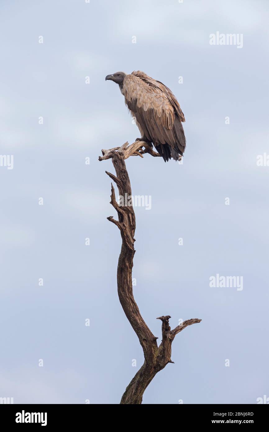 Auf Baum sitzender Weißrückengeier (Gyps africanus), Masai-Mara Game Reserve, Kenia Stockfoto