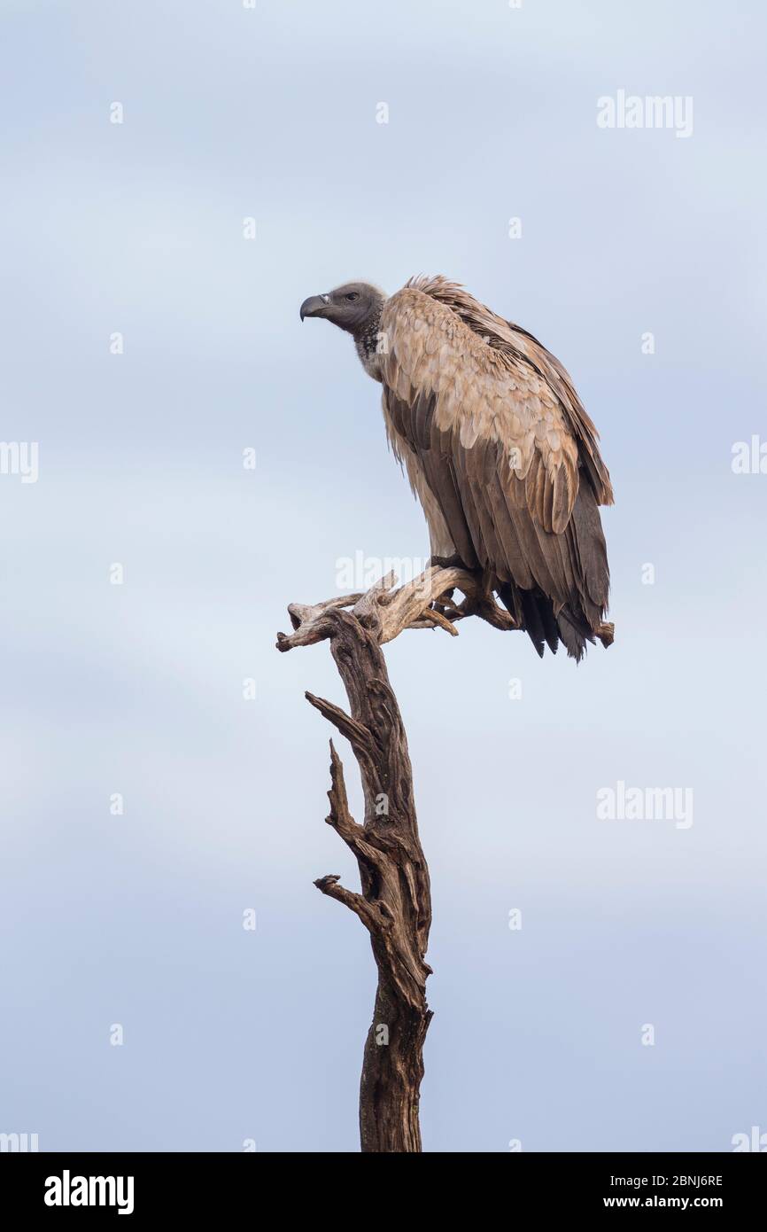 Auf Baum sitzender Weißrückengeier (Gyps africanus), Masai-Mara Game Reserve, Kenia Stockfoto