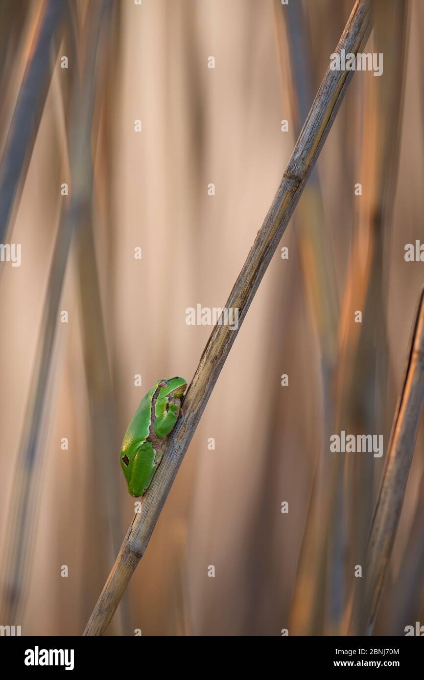 Europäischer Baumfrosch (Hyla arborea) im Schilf sitzend, Neusiedler See, Österreich, April. Stockfoto