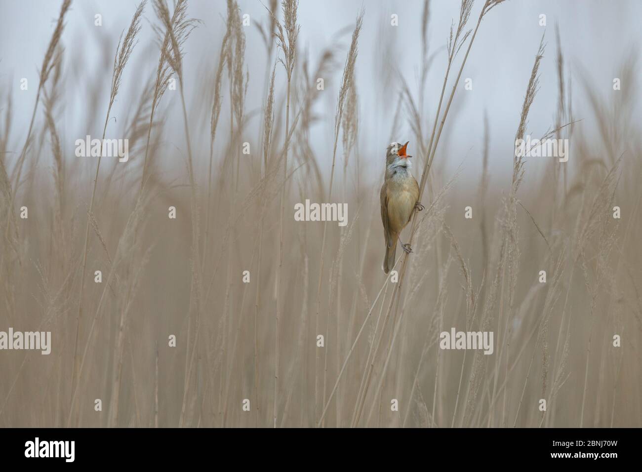 Großer Schilfwalder (Acrocephalus arundinaceus), der im Schilf singt, auf Schilfstängel sitzend, Neusiedler See, Österreich, April. Stockfoto