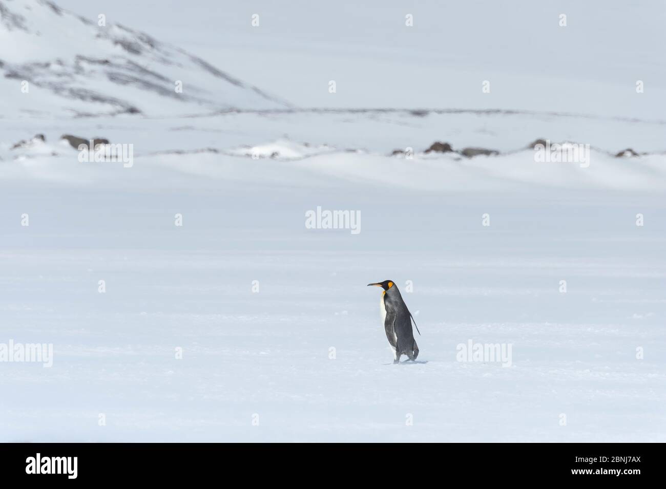 Einsamer Königspinguin (Aptenodytes patagonicus) Wandern auf schneebedeckter Salisbury-Ebene, Südgeorgien, Antarktis, Polarregionen Stockfoto