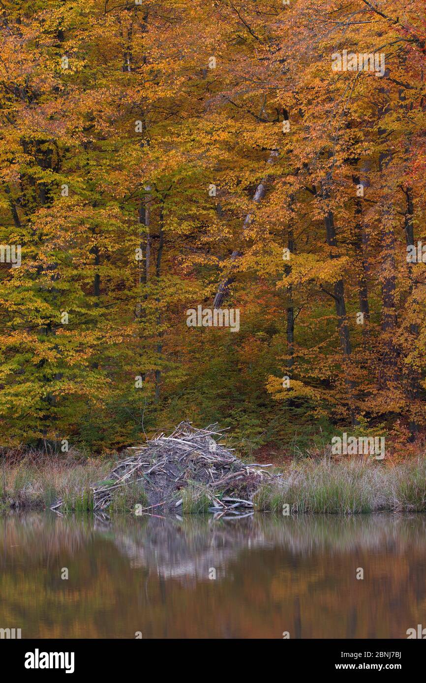 Beaver Lodge von European Beaver (Castor Fiber) im Herbst, Lodge mit Schlamm für Wetterschutz im Winter bedeckt, Spessart, Deutschland, Oktober. Stockfoto