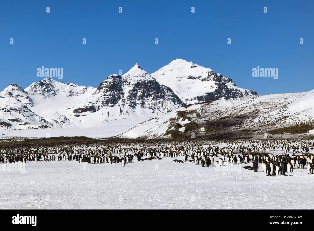 Königspinguin Kolonie (Aptenodytes patagonicus) und schneebedeckte Berge dahinter, Salisbury Plain, Südgeorgien Insel, Antarktis, Polarregionen Stockfoto