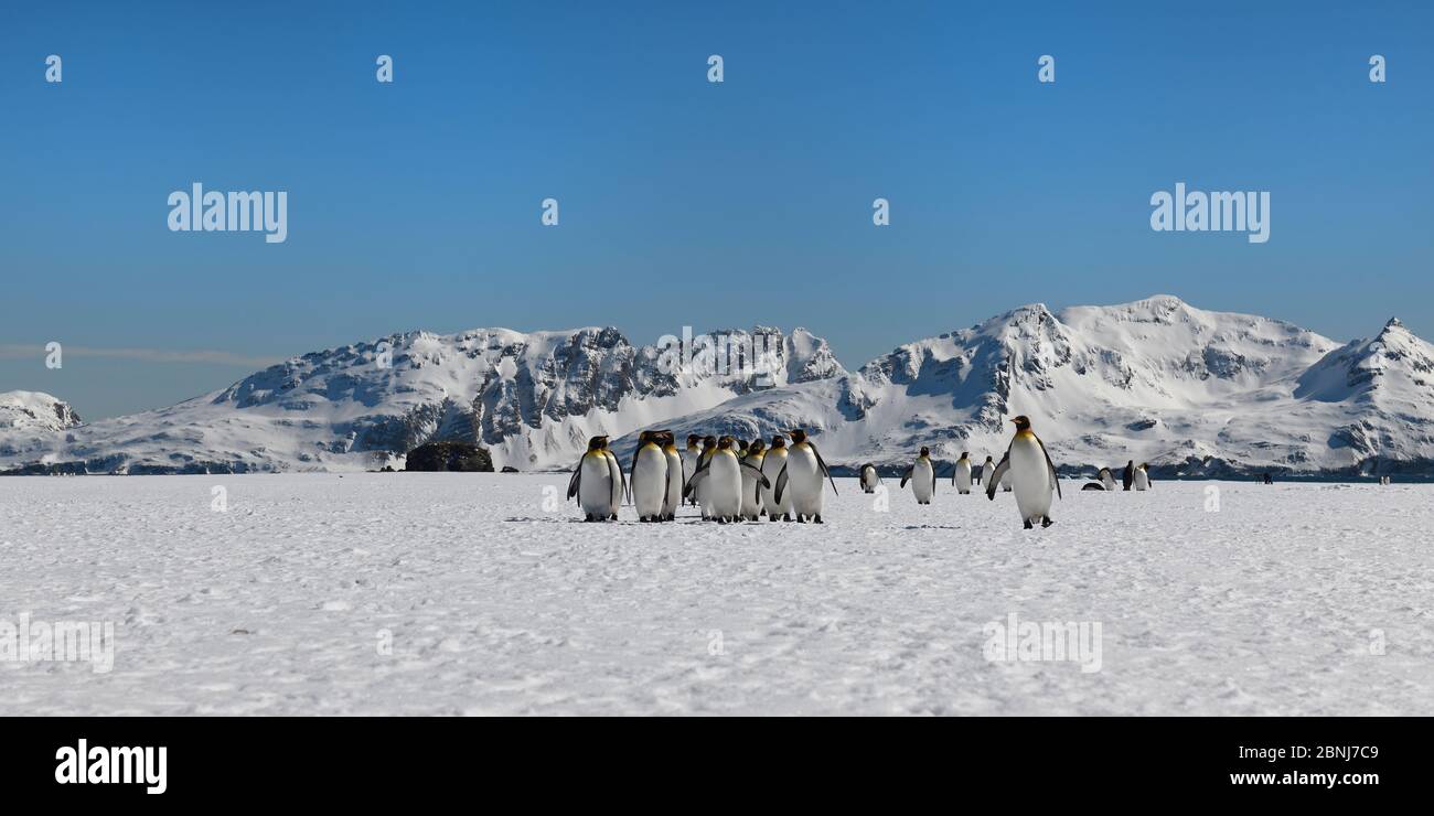 Königspinguine (Aptenodytes patagonicus) Wandern auf schneebedeckter Salisbury-Ebene, Südgeorgien-Insel, Antarktis, Polarregionen Stockfoto
