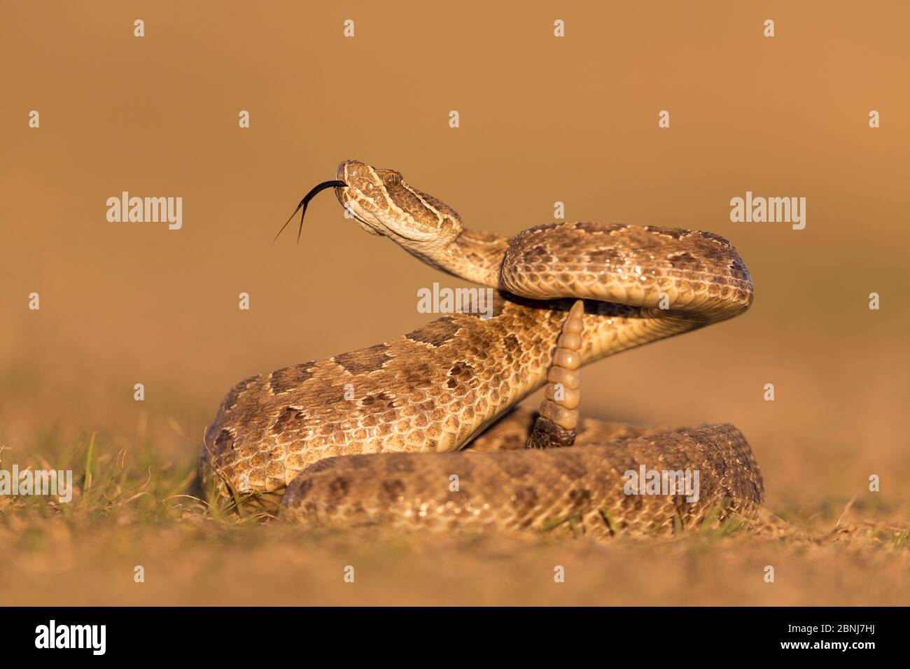Prairie rattlesnake (Crotalus viridis viridis), Bedrohungsanzeige, South Dakota, USA September. Sequenz 3 von 3 Stockfoto