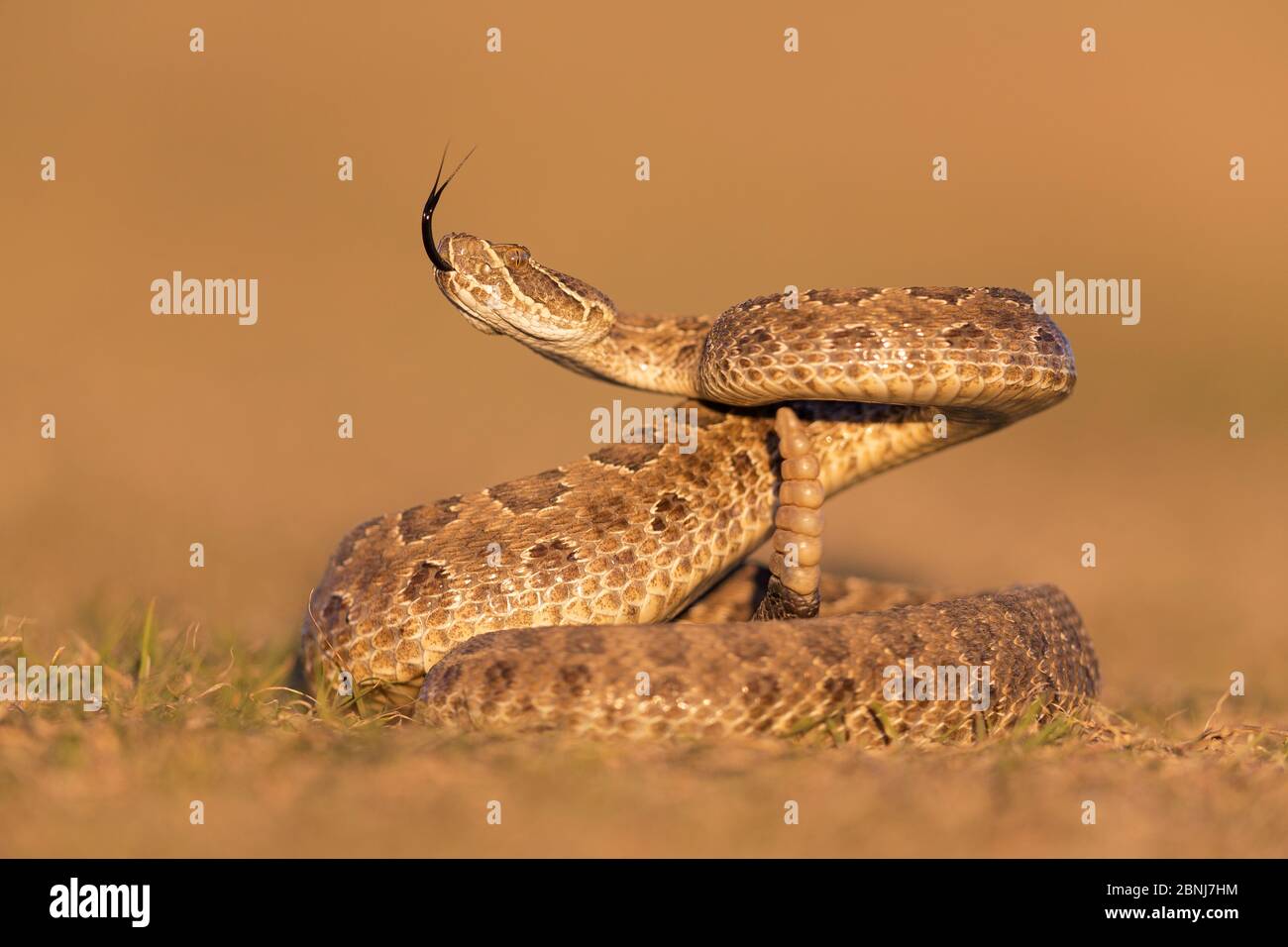 Prairie rattlesnake (Crotalus viridis viridis), Bedrohungsanzeige, South Dakota, USA September. Sequenz 2 von 3 Stockfoto