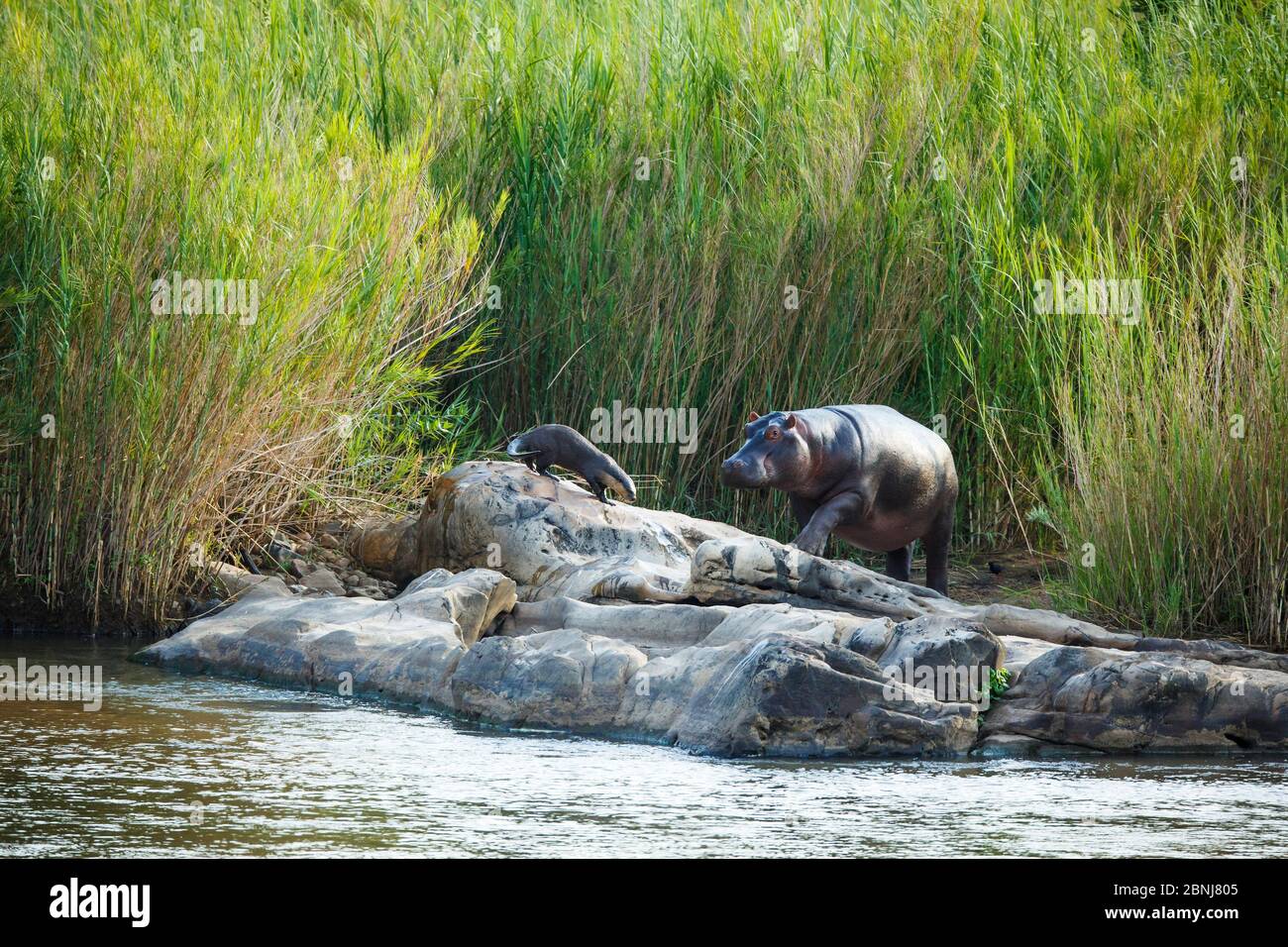 Kap-Tampferotter (Aonyx capensis) und Hippopotamus (Hippopotamus amphibius) am Ufer, Kruger-Nationalpark, Südafrika, Mpumalanga Provinz, Süd Stockfoto