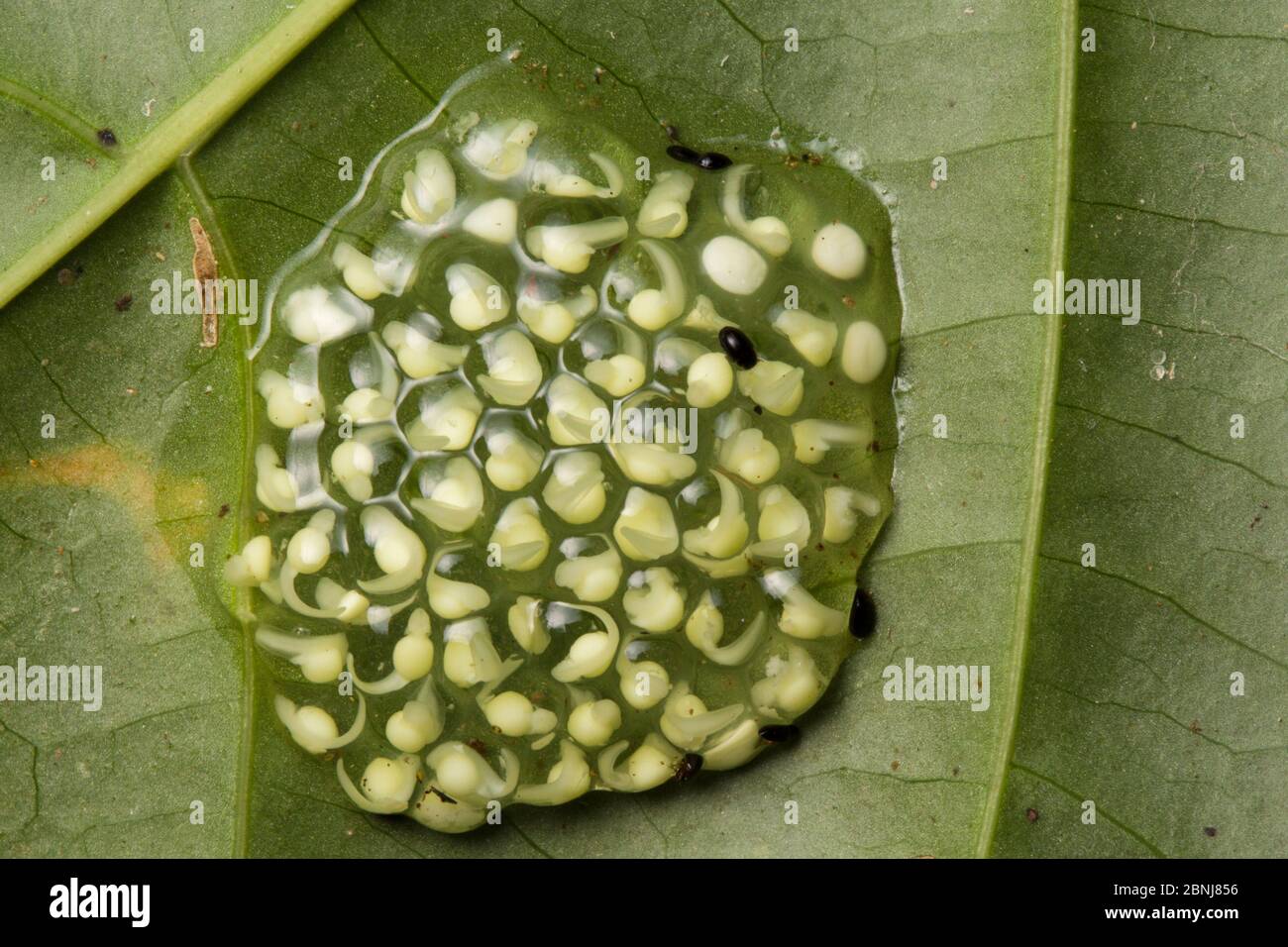 Fleischmanns Glasfrosch (Hyalinobatrachium fleischmanni), der Kaulquappen in Gelee auf der Unterseite eines Blattes entwickelt, das über einem Regenwaldbach, Osa Peni, hängt Stockfoto