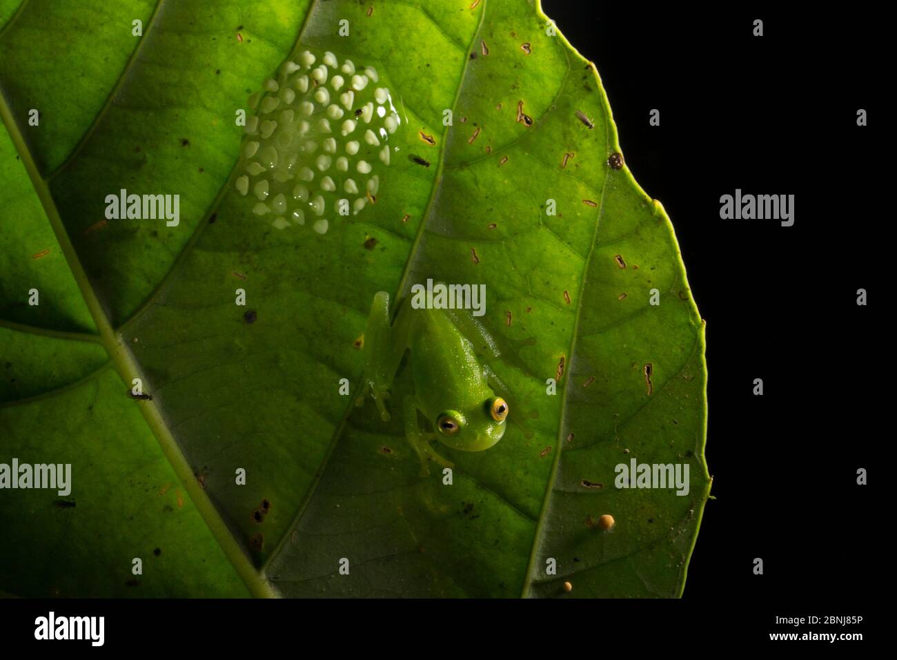 Fleischmanns glassfrog (Hyalinobatrachium fleischmanni) männliche Teilnahme an Eier auf der Unterseite eines Blattes überhängenden ein Regenwald Stream, der Mann wird Stockfoto
