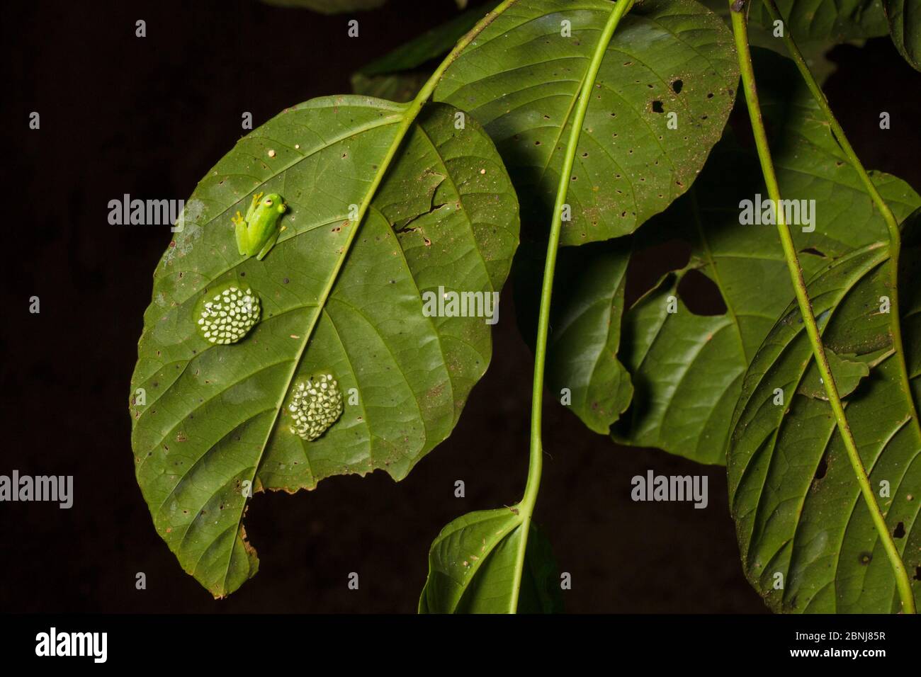 Fleischmanns glassfrog (Hyalinobatrachium fleischmanni) männliche Teilnahme an Eier auf der Unterseite eines Blattes überhängenden ein Regenwald Stream, der Mann wird Stockfoto