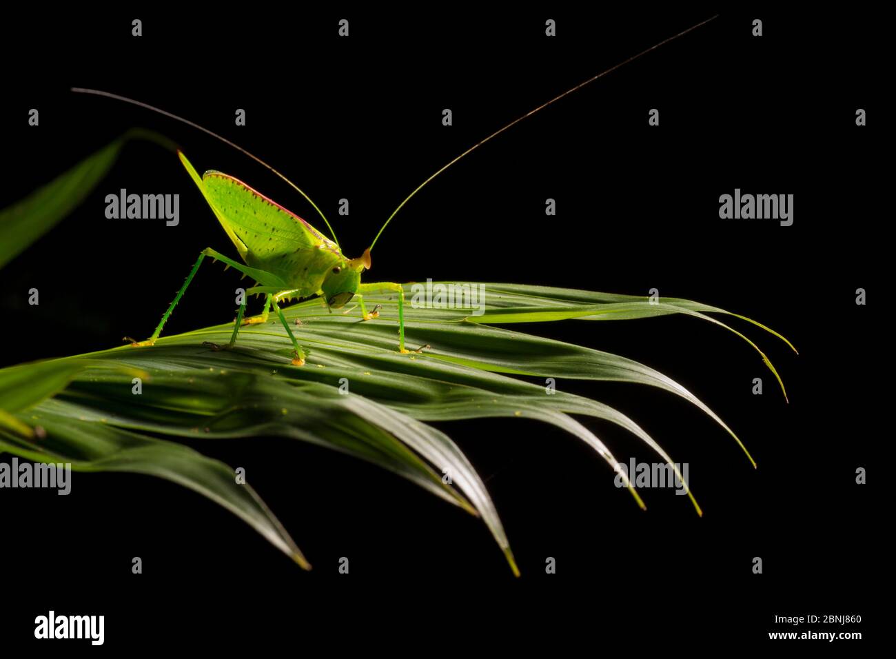 Conehead katydid (Copiphora sp) auf Regenwaldvegetation bei Nacht, Osa Halbinsel, Costa Rica. Stockfoto